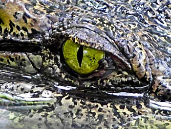 Crocodile Eye by Asienreisender